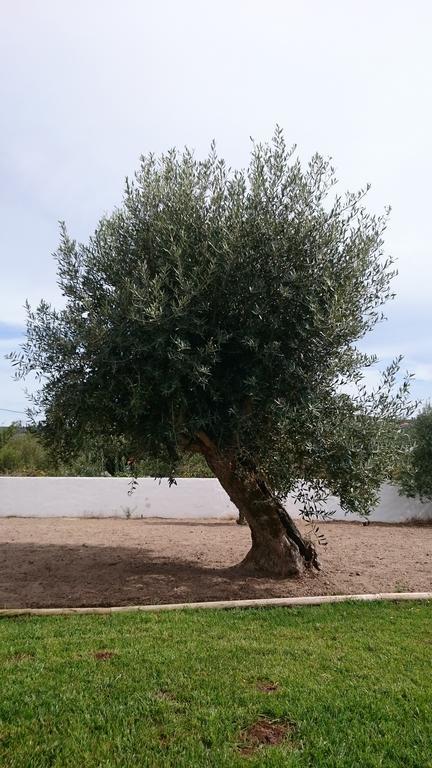 Casa Das Oliveiras Alvados Camera foto